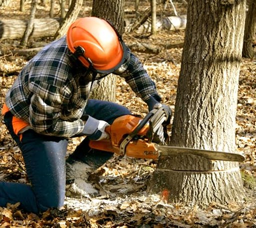 Tree Removal in Mount Carmel, PA